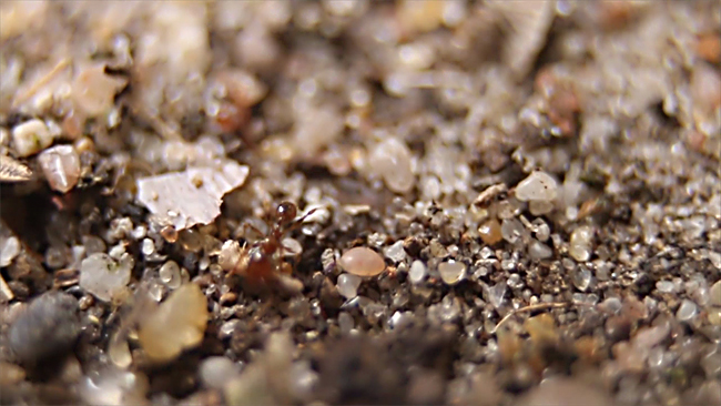 Super Macro video with the 7D